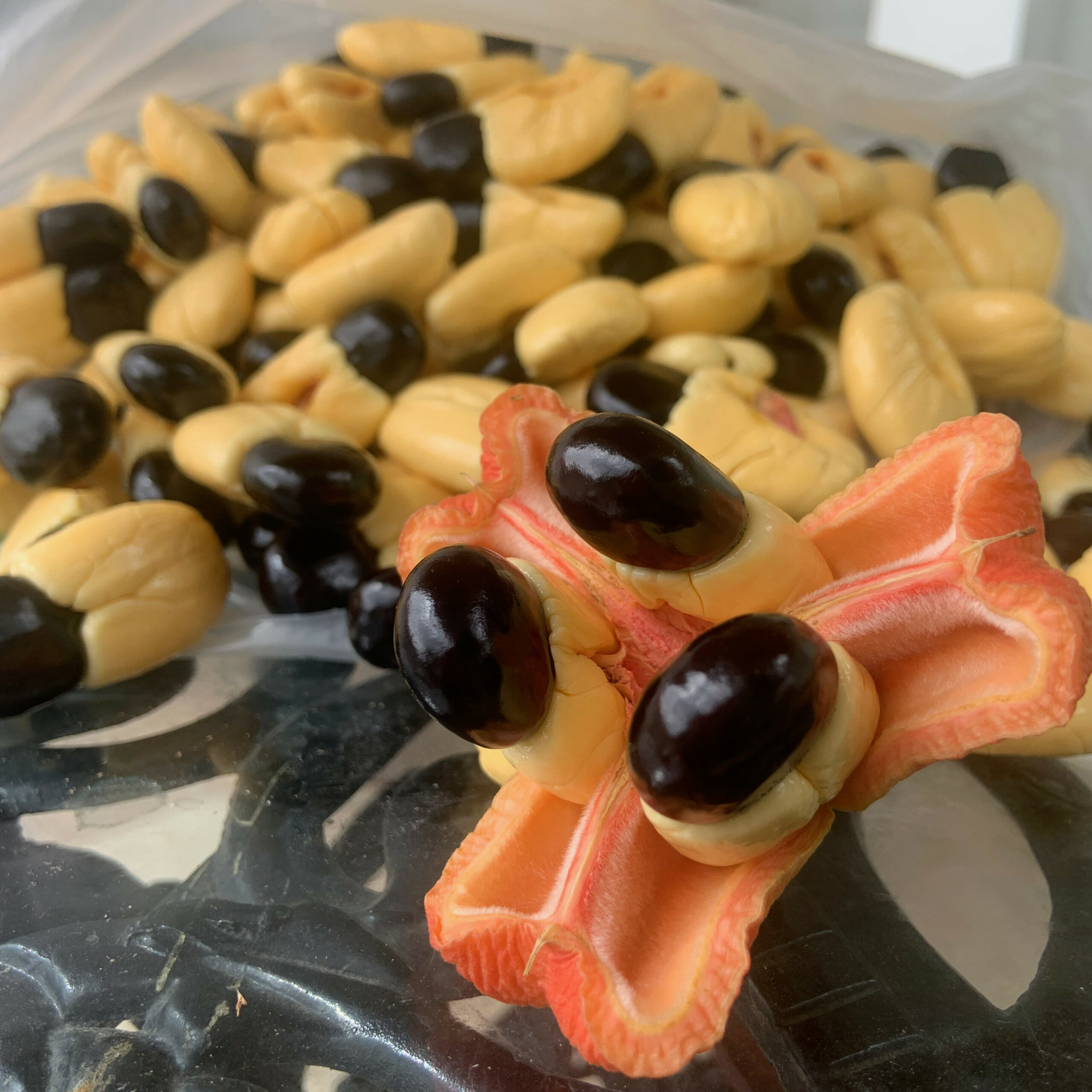 Ackee tree picking for Jamaican national meal