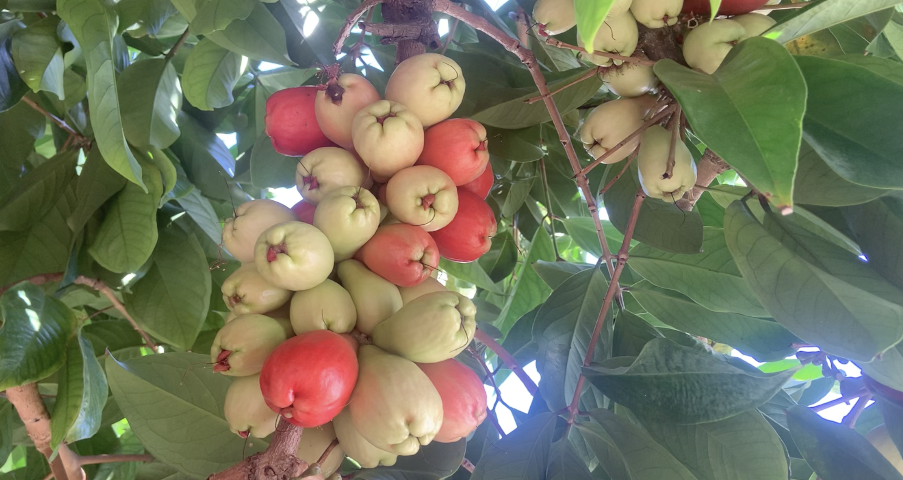 Jamaican Apple: A nutritious fruit rare outside the Caribbean